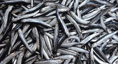 Bilim insanlarından uyarı: Karadeniz’de hamsi avcılığı yasaklansın