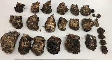 Karadeniz'de altın değerindeki istiridyeler kapladı! 'Çok pahalıya satılıyor' 