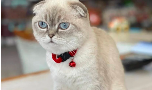 Esenyurt'ta Silahlı Kedi Kavgasında Yoldan Geçen Kurye Vuruldu