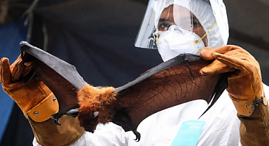 Nipah Virüsü Alarmı: Vaka ve Ölüm Sayıları Hızla Artıyor