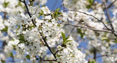 Bahar Aylarında Hava Durumu: Sıcaklıklar Normallerin Üzerinde Seyredecek
