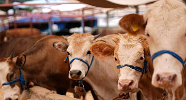 Kurban Bayramı Öncesi Bakanlık Harekete Geçti: Tedbirler Artırıldı