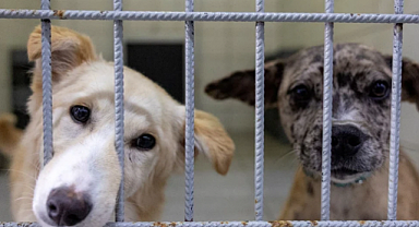 Bakan Çiftçi: Yılbaşına Kadar Sokak Köpeklerinin Hepsi Barınaklara Alınacak