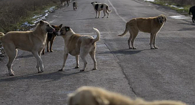 Sahipsiz Köpek Saldırıları Sonrası 3 Belediye Başkanına İşlem