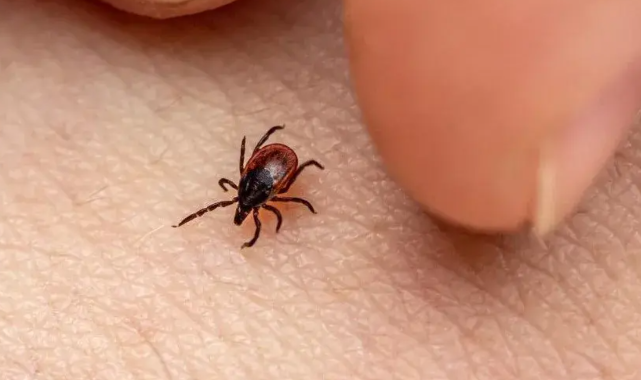 Kene Isırmasında Yanlış Müdahale Riski Artırıyor: İşte Yapılmaması Gerekenler
