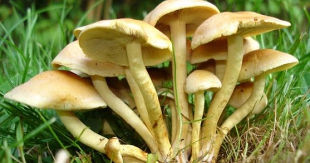 Mantar Zehirlenmesine Dikkat