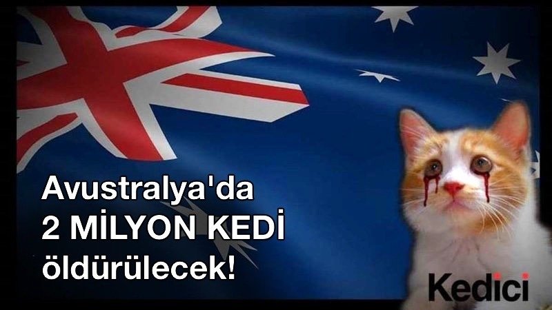 Avustralya, Kedi Soykırımını Durdur!