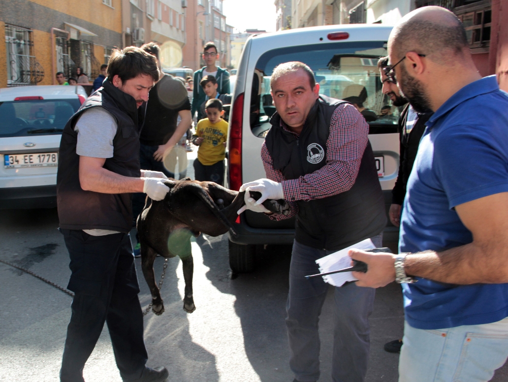 İstanbul'da Pitbull Saldırısı: 3 Yaralı