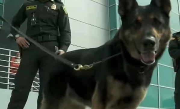 Kolombiya'da Narkotik Köpeğinin Başına 70 Bin Dolar Ödül Konuldu