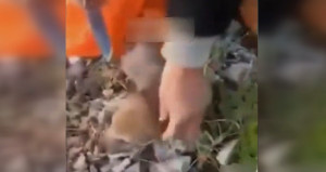 Konya’da Vahşet! Bir Cani 20 Günlük Yavru Kurtların Kulaklarını Keserek Diri Diri Parçaladı!