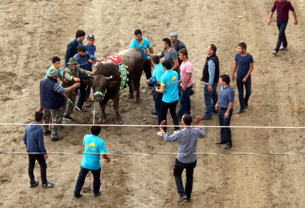 Aydın'da Boğa Güreşinde Felaket Oldu
