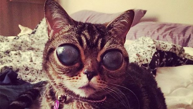 Uzaylı Kedi Matilda