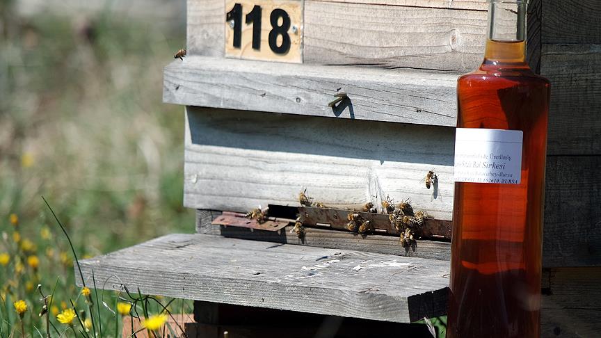 Bal Sirkesi Damarları Temizliyor