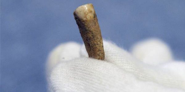 Fransa’nın En Eski Dişi 560 Bin Yaşında