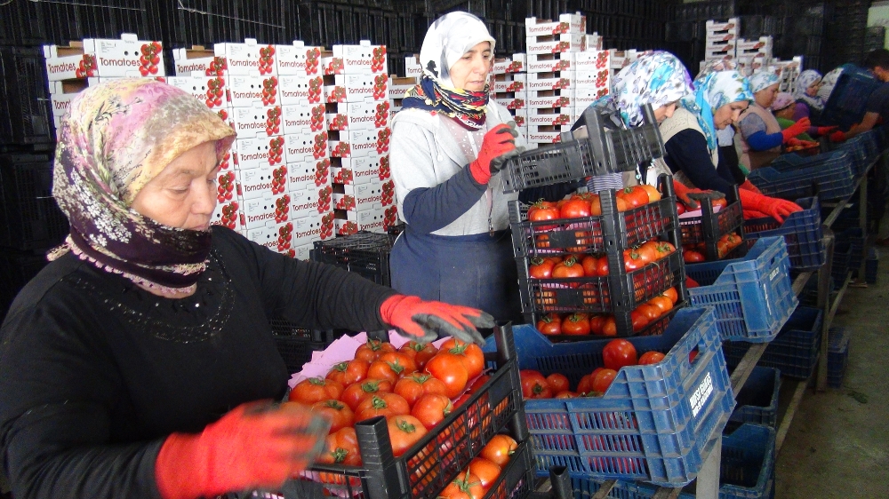 Mersin'den Irak'a Büyük Domates İhracatı