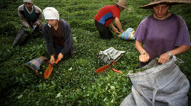 Yıllardır Kokainli Çay Satmışlar!