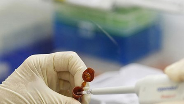 Ankara'da Domuz Gribi Paniği