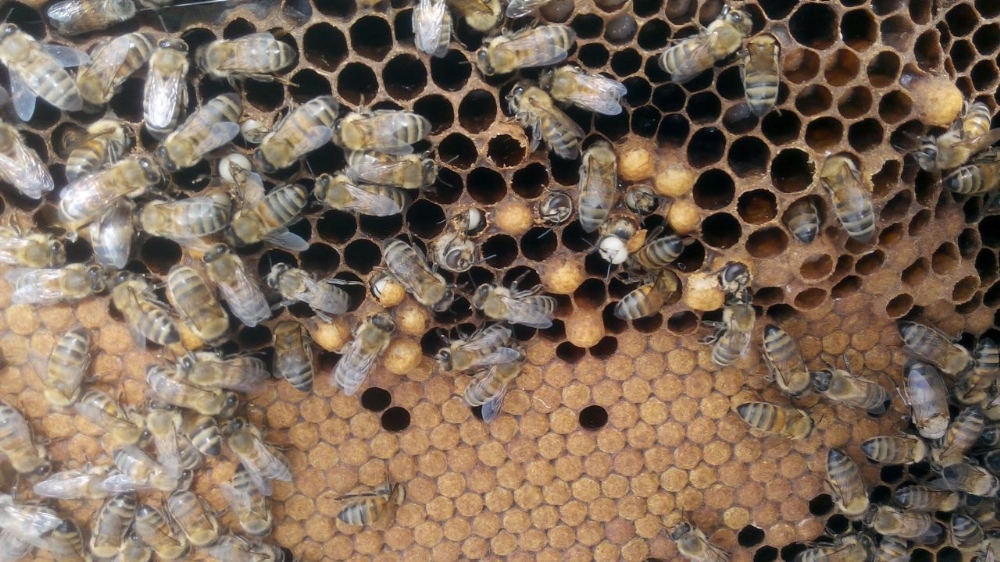 Arılar Akraba Evliliği Yaparsa Ne Olur?