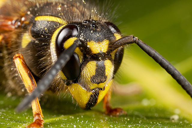 Kanser Hastaları için Eşek Arısı Zehri