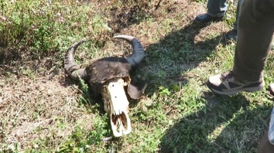 Ağva’da Dehşet Görüntüler! Öldürdükleri Hayvanların Gövdelerini Çalıp Kaçtılar