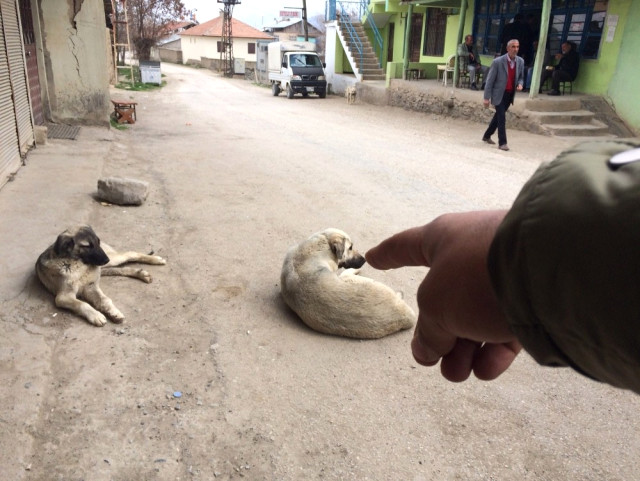 Elazığ'da Kuduz Köpek Alarmı! Bütün Köy Karantinaya Alındı!