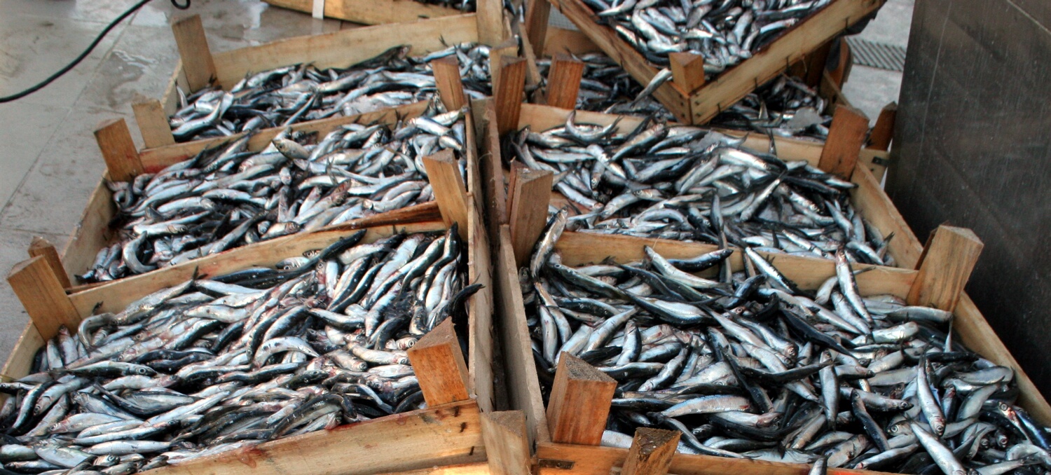 Hamsi 5 Liraya Düştü