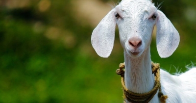 Bir Garip Olay! Keçi 20 Bin Euro'yu Yedi, Çılgına Dönen Sahibi de Keçiyi Yedi