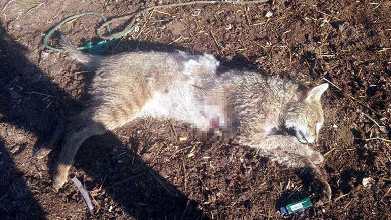 Aydın'ın Söke İlçesinde Çiftçiye Vaşak Saldırdı