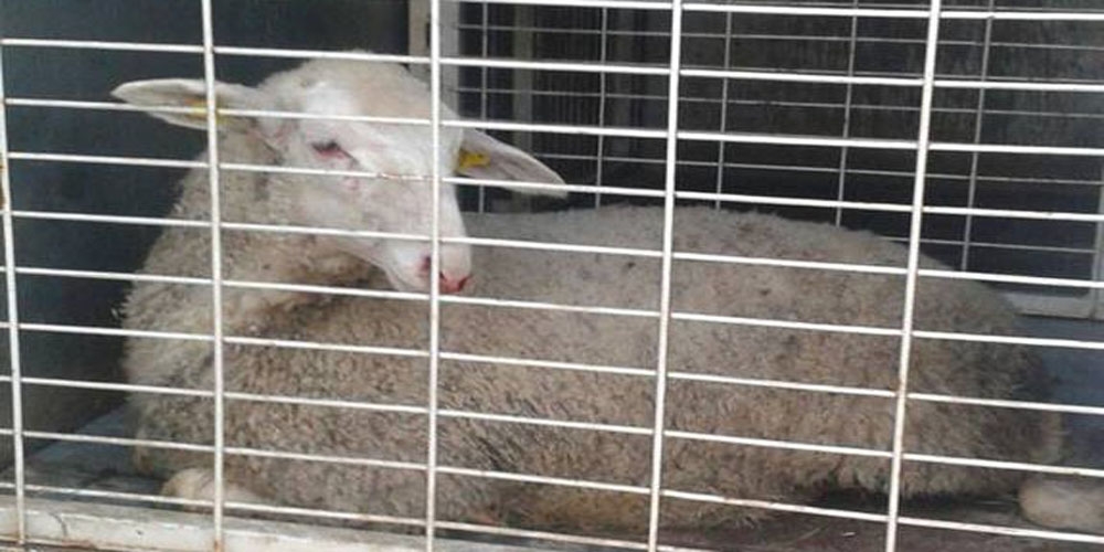 Yaralı Hayvan Yüzünden Başı Derde Girdi