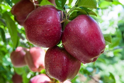 Elma Yıkansa da Kabuğu Tarım İlaçlarından Arınmıyor 