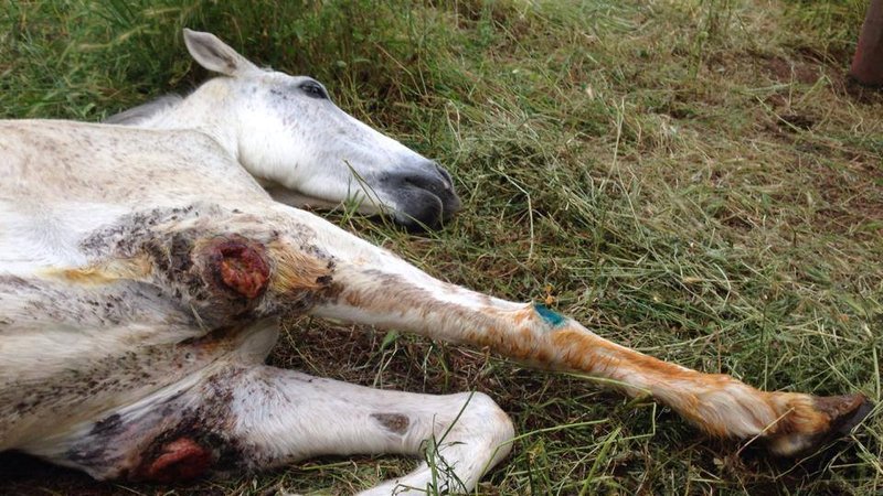 Fayton Atları Ölmesin!