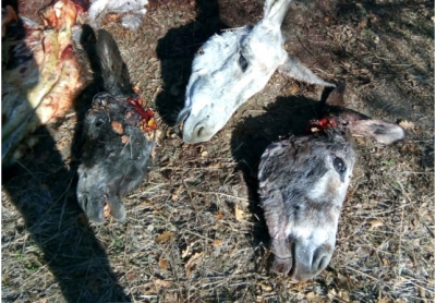 Görüntüler Balıkesir’den! Başları Kesik Eşekler Kemikleri İle Birlikte Bulundu