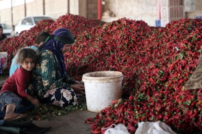 Kırmızı Biber, Gaziantepli Kadınların Ekmek Kapısı Oldu