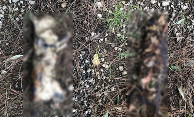 Yine Vahşet! Sokak Kedisinin Ön ve Arka Patilerini Kesip Yakarak Öldürdüler